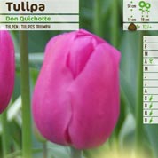 tulipe triomphe -don quichotte